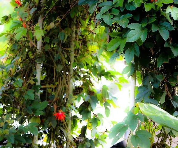Holiday home Plantation Luxury Mountain Escape Bedugul (Bali)